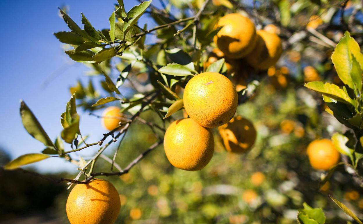 Las naranjas todavía en el árbol. 