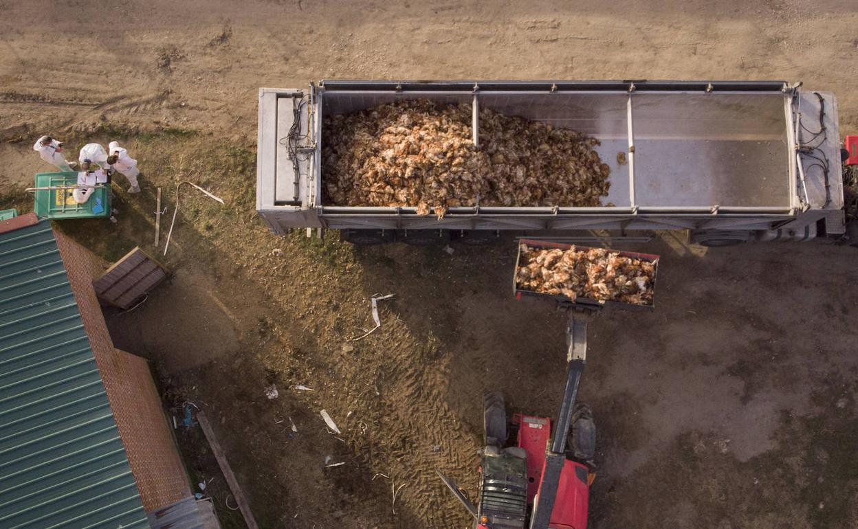 Los cadáveres de las gallinas del primer brote de Íscar, son depositados en un camión. 