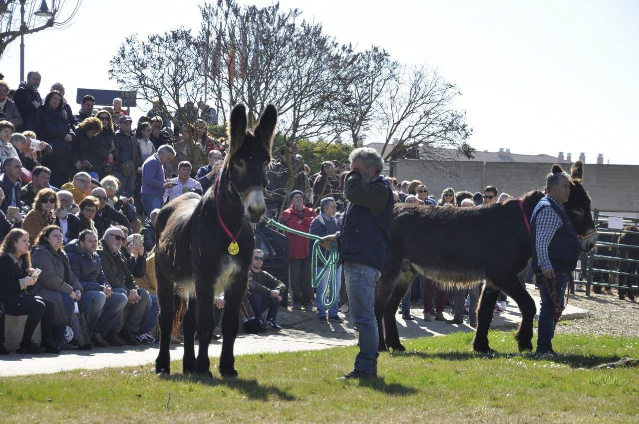 Este sábado 19 de febrero, a las 12:00 horas, junto a la exposición de tractores antiguos, en el entorno del Castillo se celebrará el II Concurso-Exposición de Burros de raza Zamorano-Leonesa.