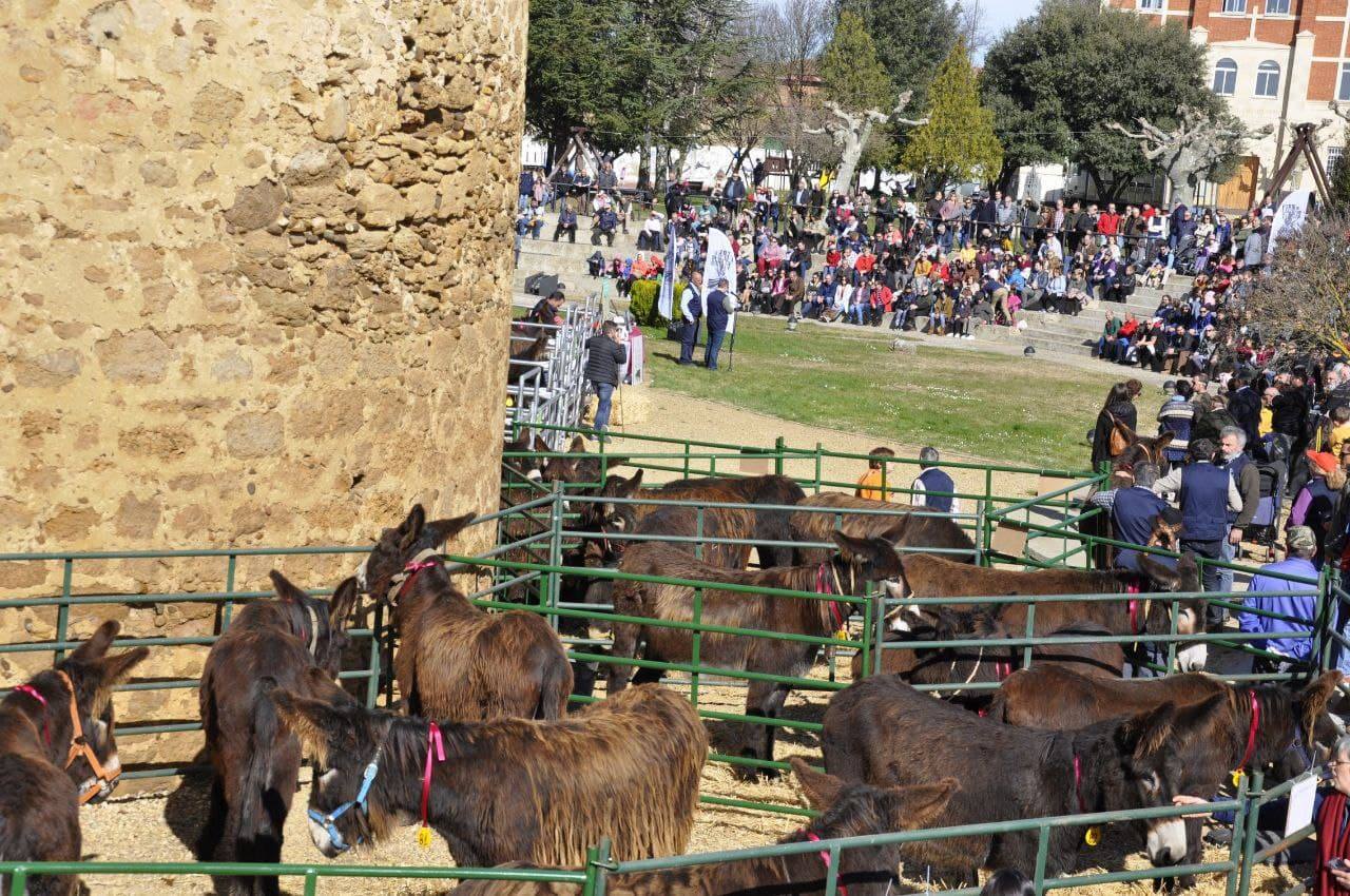 Este sábado 19 de febrero, a las 12:00 horas, junto a la exposición de tractores antiguos, en el entorno del Castillo se celebrará el II Concurso-Exposición de Burros de raza Zamorano-Leonesa.