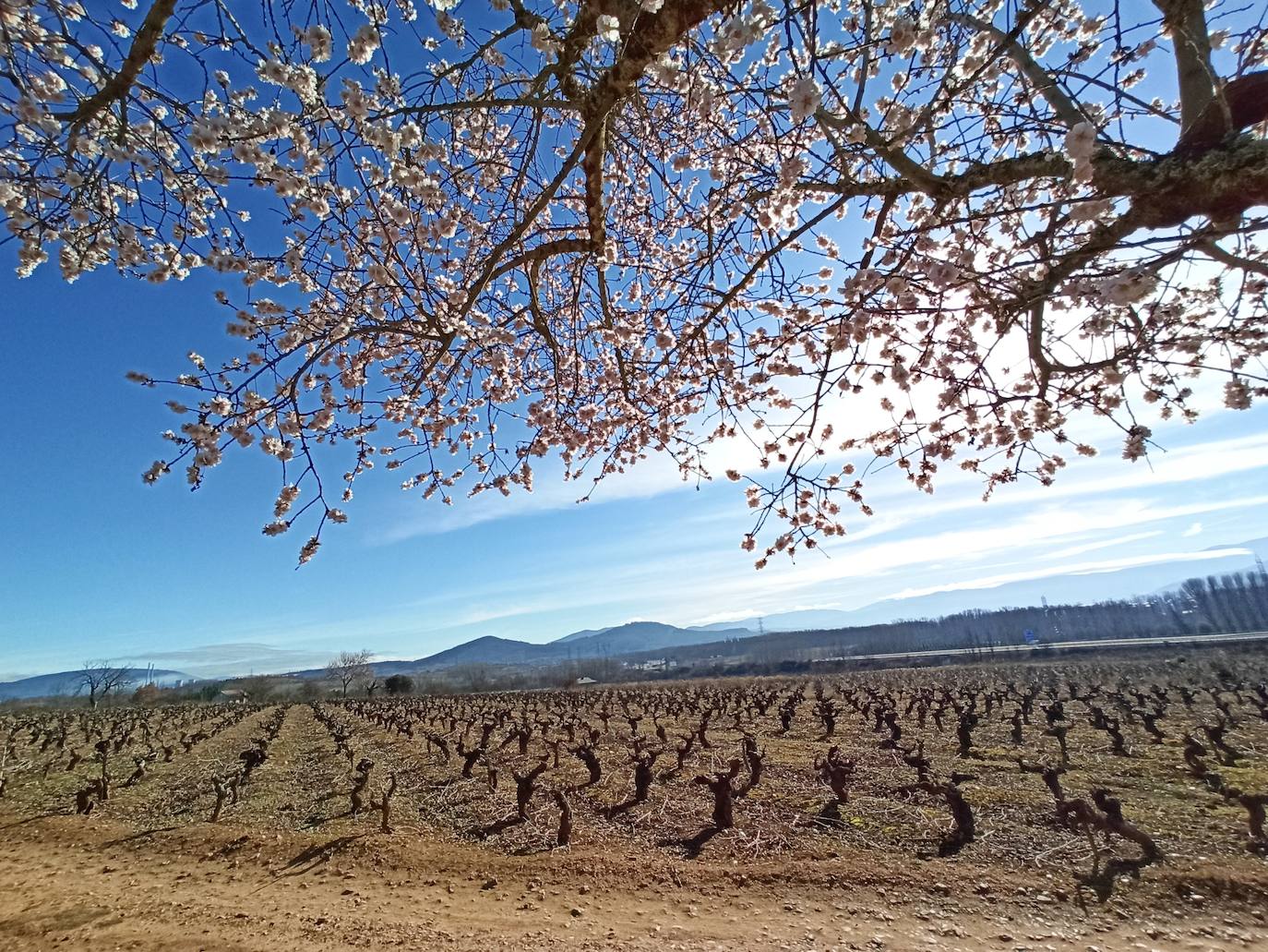 Fotos: Adelanto de la primavera en el Bierzo