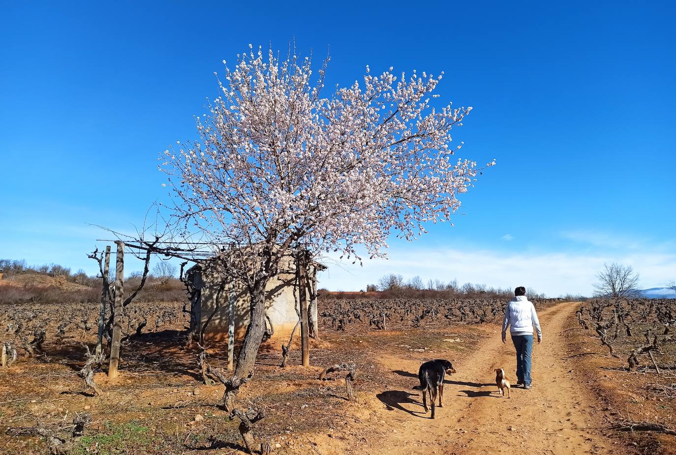 Fotos: Adelanto de la primavera en el Bierzo