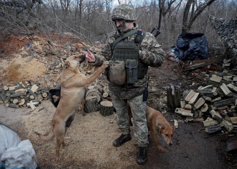 Los perros saludan a unos de los soldados entre leña cortada para hacer fuego.