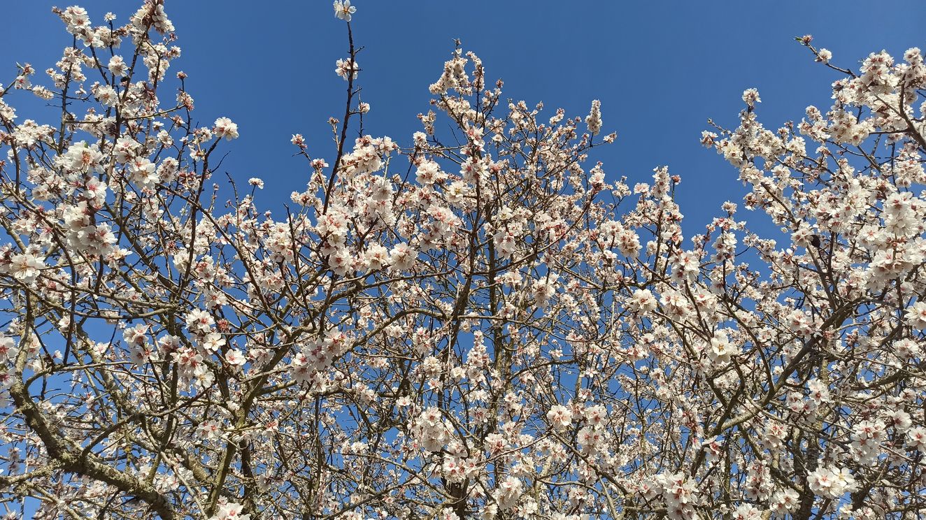 Viñedos, monte bajo y cerezos en flor unen todo su encanto en El Bierzo, que sin llegar a ser el valle del Jerte, ofrece imágenes únicas. 