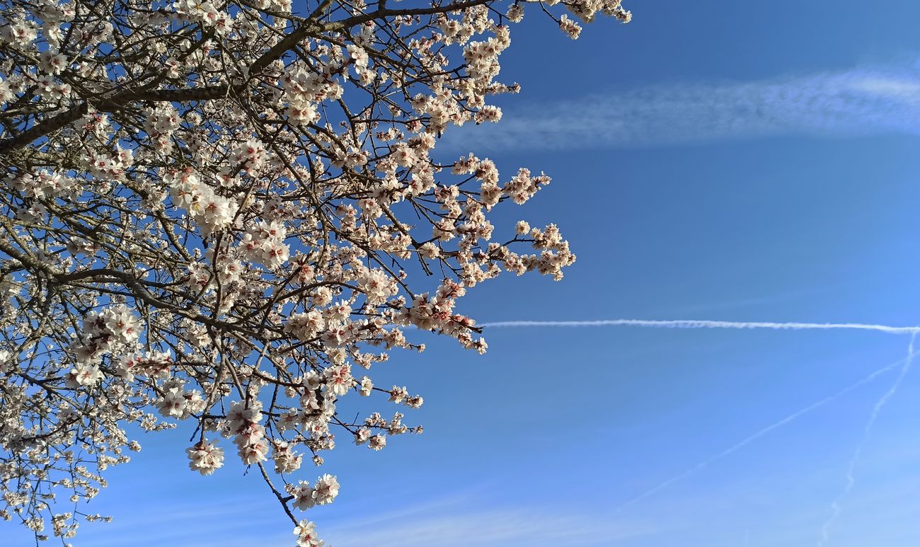 Viñedos, monte bajo y cerezos en flor unen todo su encanto en El Bierzo, que sin llegar a ser el valle del Jerte, ofrece imágenes únicas. 