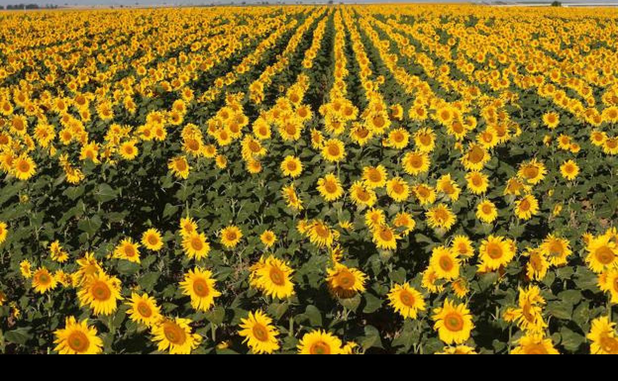 Plantaciones de girasol en Castilal y León.