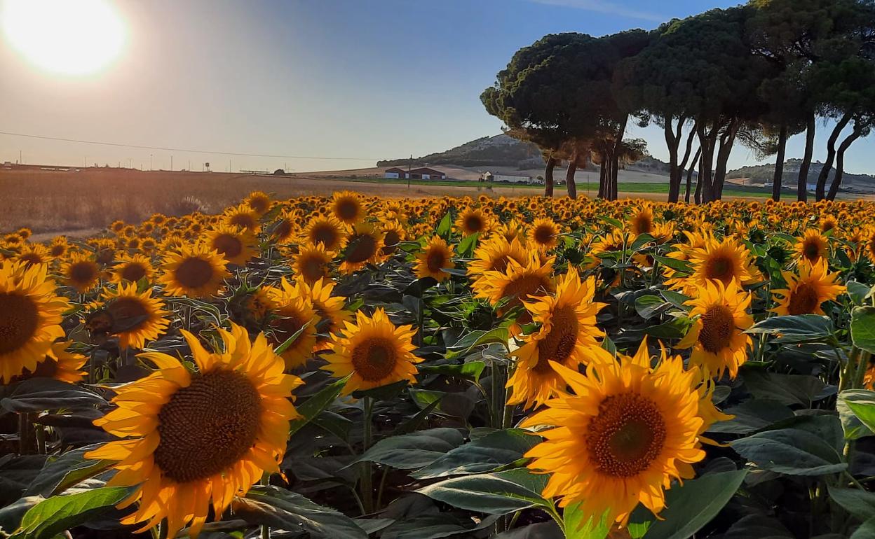 Cultivo de girasol la pasada campaña. 