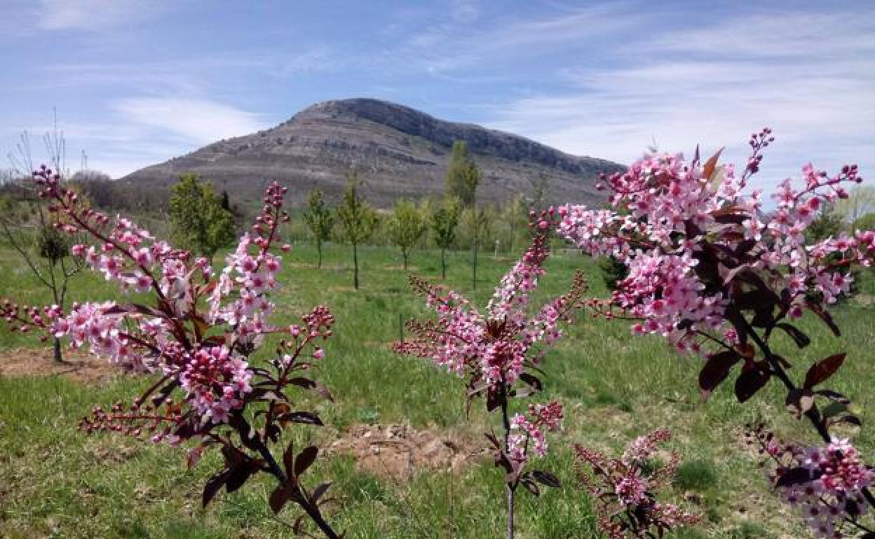 La primavera llegará en la tarde de este domingo.