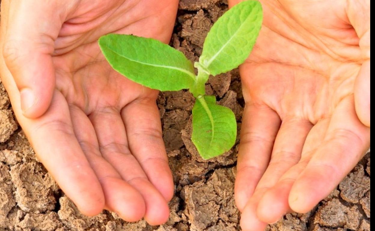 Crecimiento de una planta. 