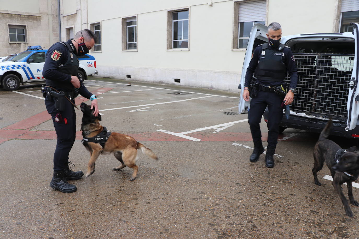 Los dos canes están integrados en la policía canina y acompañados por sus dos guías patrullan la ciudad.