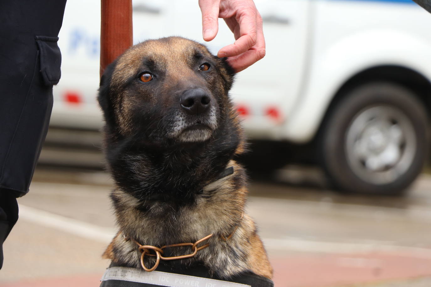 Los dos canes están integrados en la policía canina y acompañados por sus dos guías patrullan la ciudad.