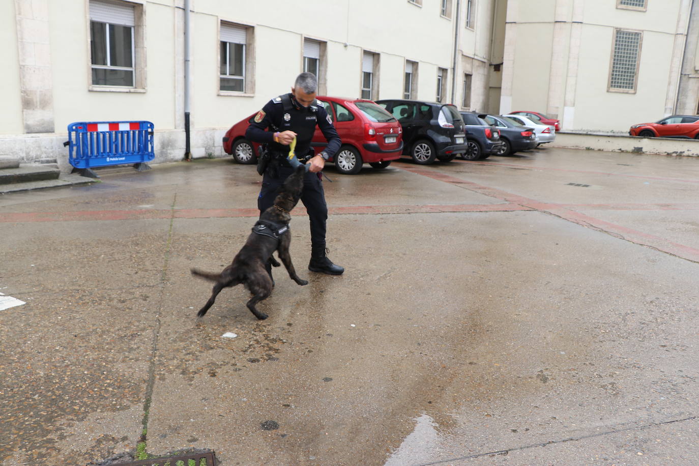 Los dos canes están integrados en la policía canina y acompañados por sus dos guías patrullan la ciudad.