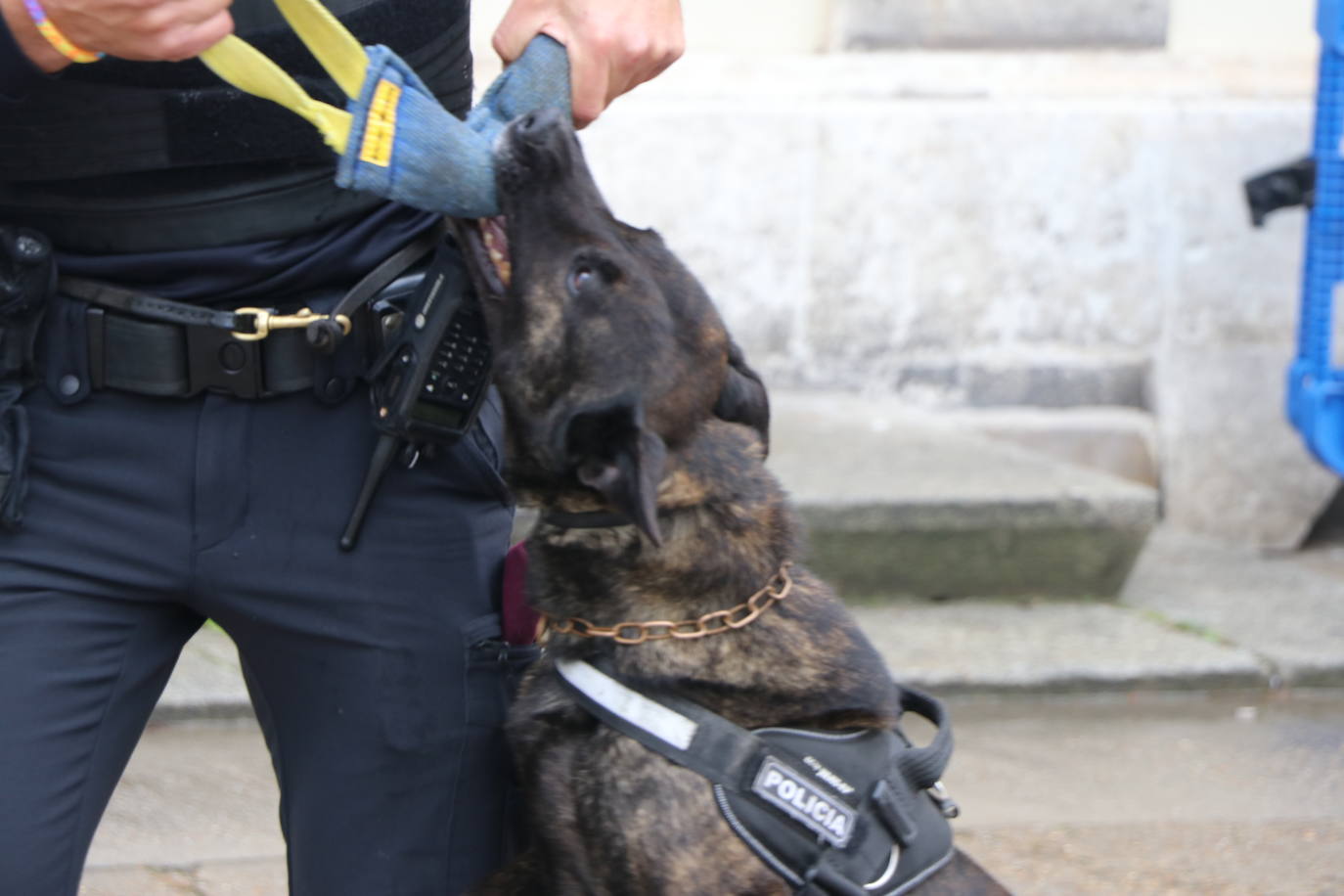 Los dos canes están integrados en la policía canina y acompañados por sus dos guías patrullan la ciudad.