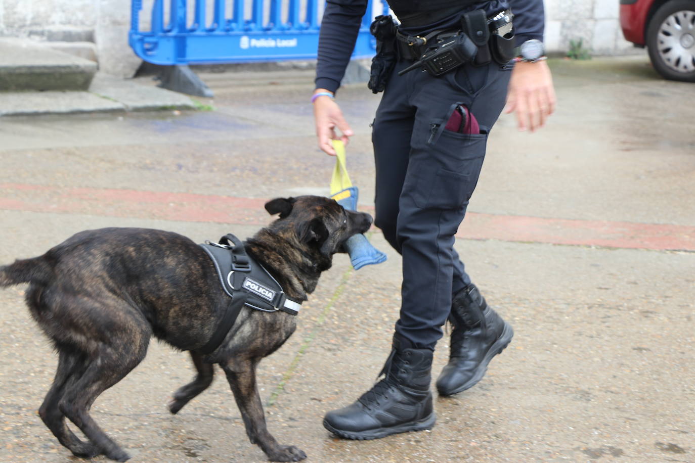 Los dos canes están integrados en la policía canina y acompañados por sus dos guías patrullan la ciudad.