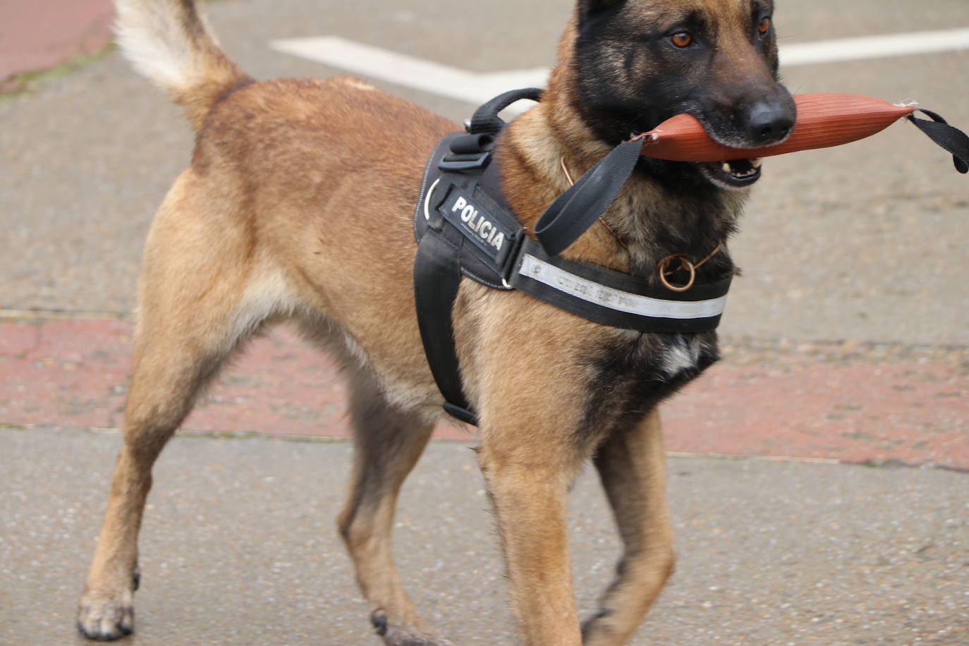 Los dos canes están integrados en la policía canina y acompañados por sus dos guías patrullan la ciudad.