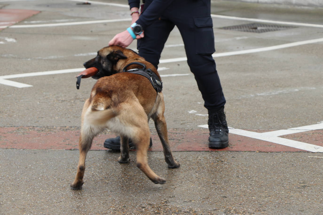 Los dos canes están integrados en la policía canina y acompañados por sus dos guías patrullan la ciudad.