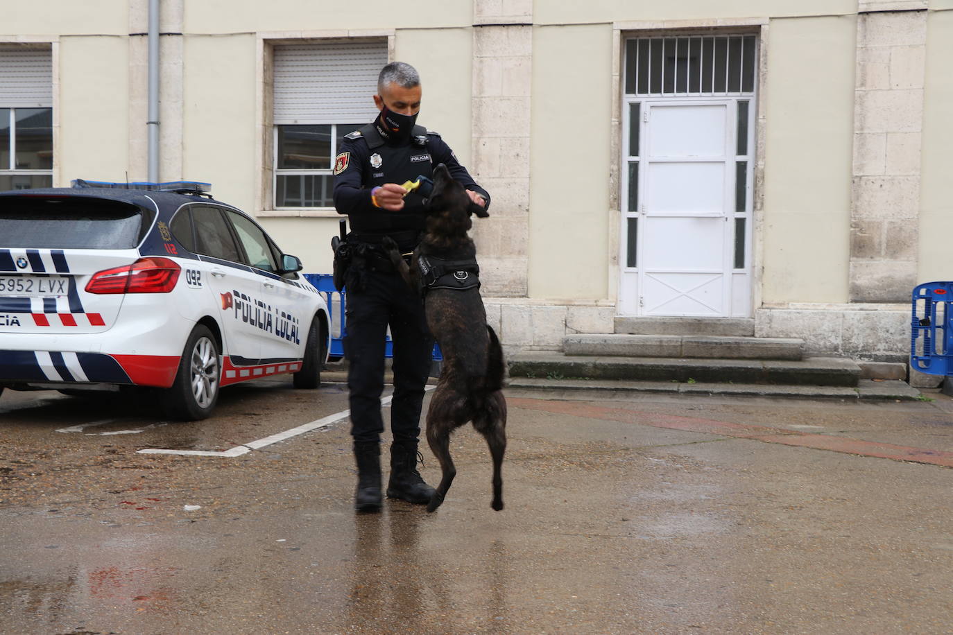 Los dos canes están integrados en la policía canina y acompañados por sus dos guías patrullan la ciudad.