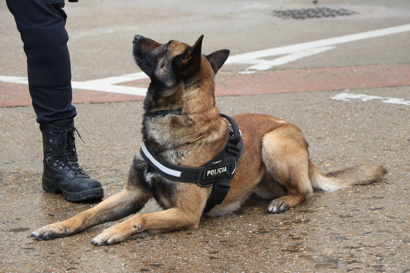 Los dos canes están integrados en la policía canina y acompañados por sus dos guías patrullan la ciudad.