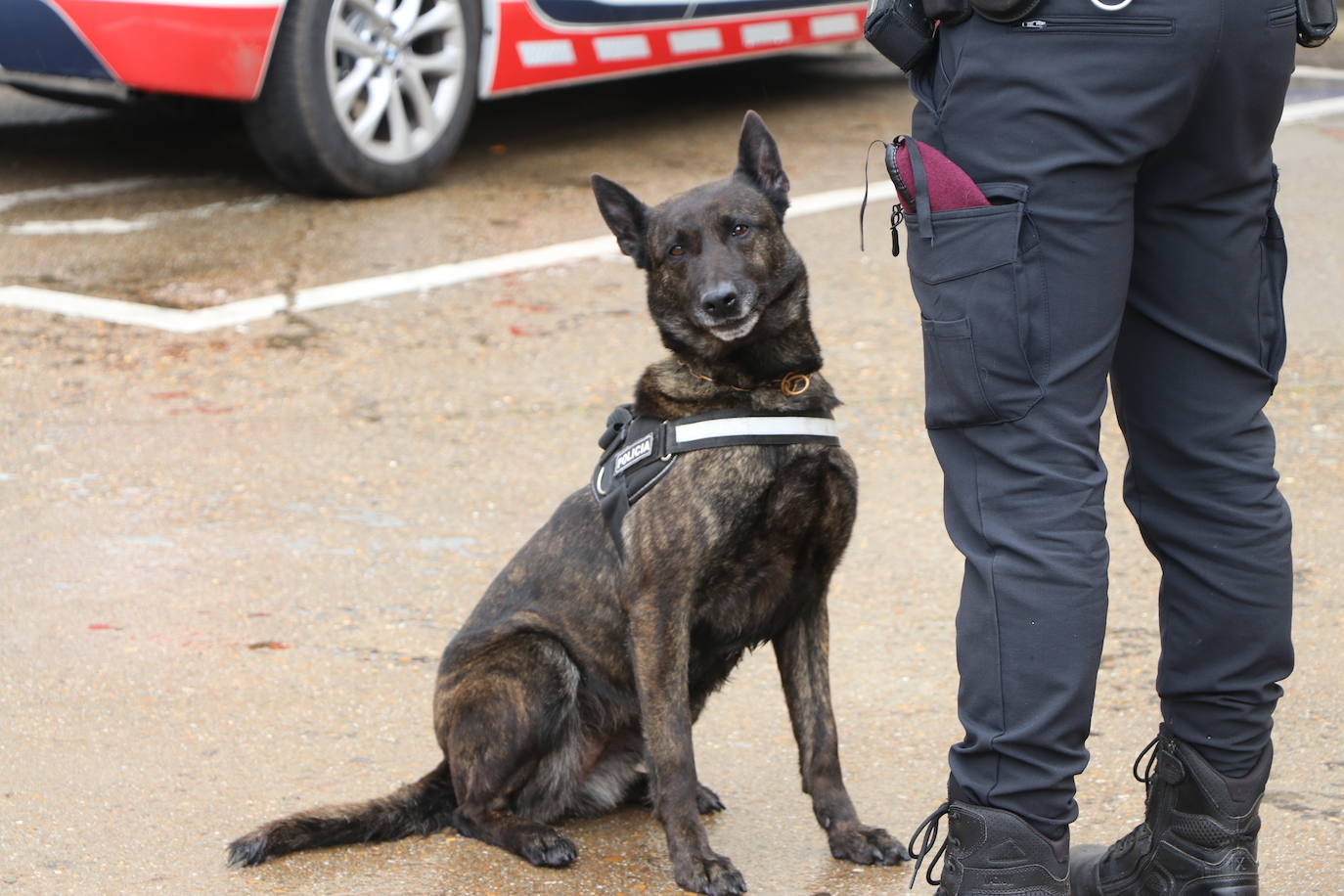 Los dos canes están integrados en la policía canina y acompañados por sus dos guías patrullan la ciudad.