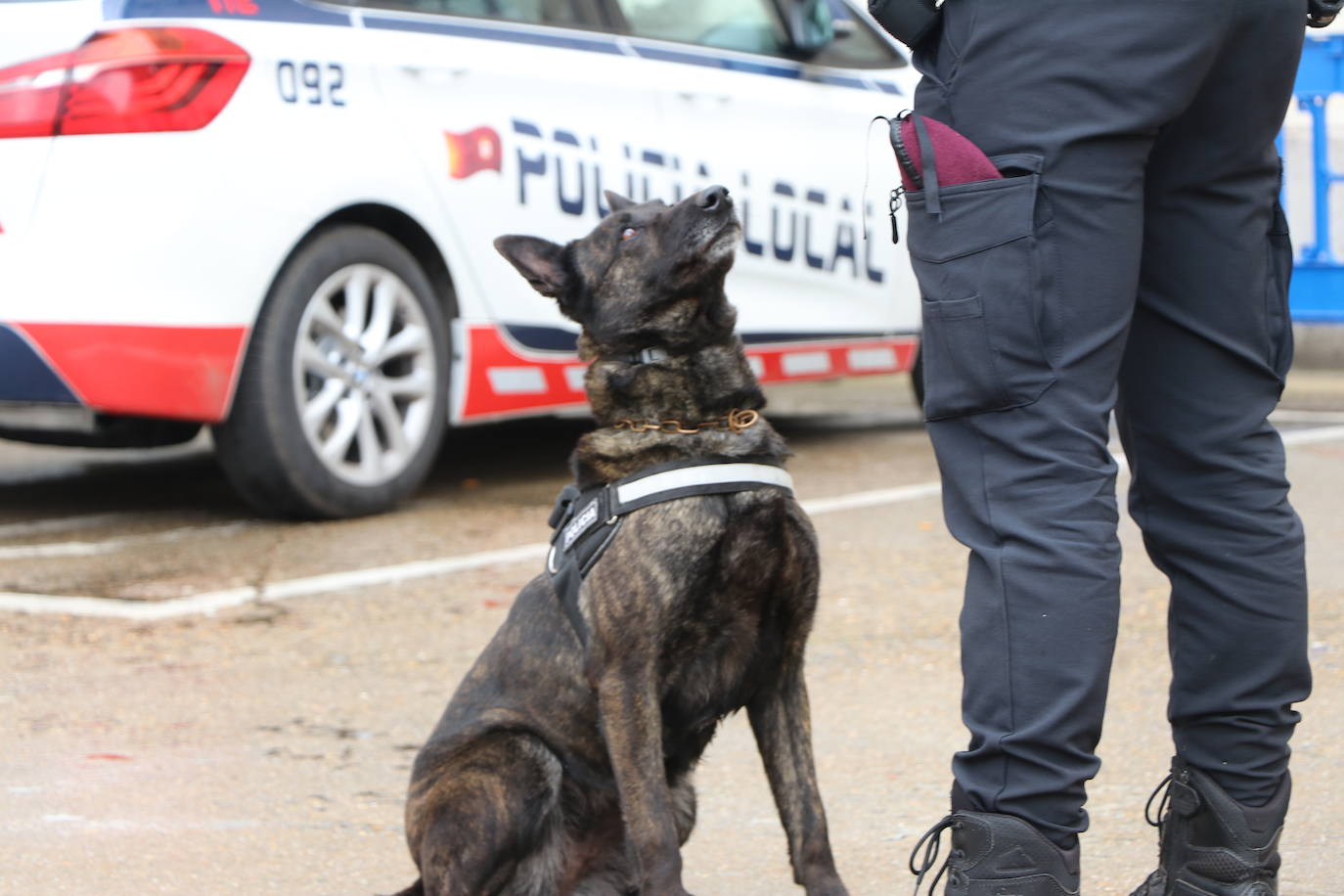 Los dos canes están integrados en la policía canina y acompañados por sus dos guías patrullan la ciudad.