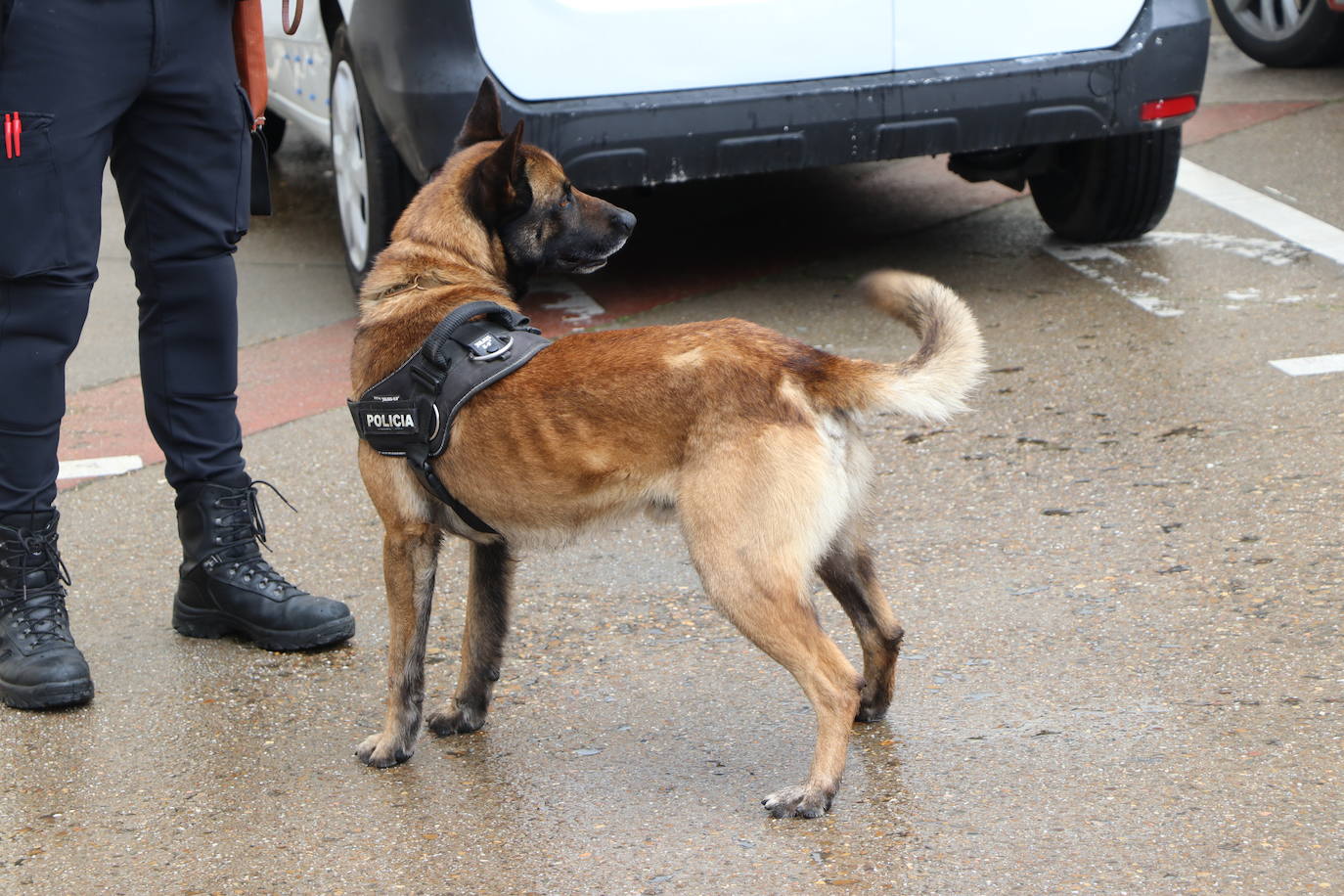 Los dos canes están integrados en la policía canina y acompañados por sus dos guías patrullan la ciudad.