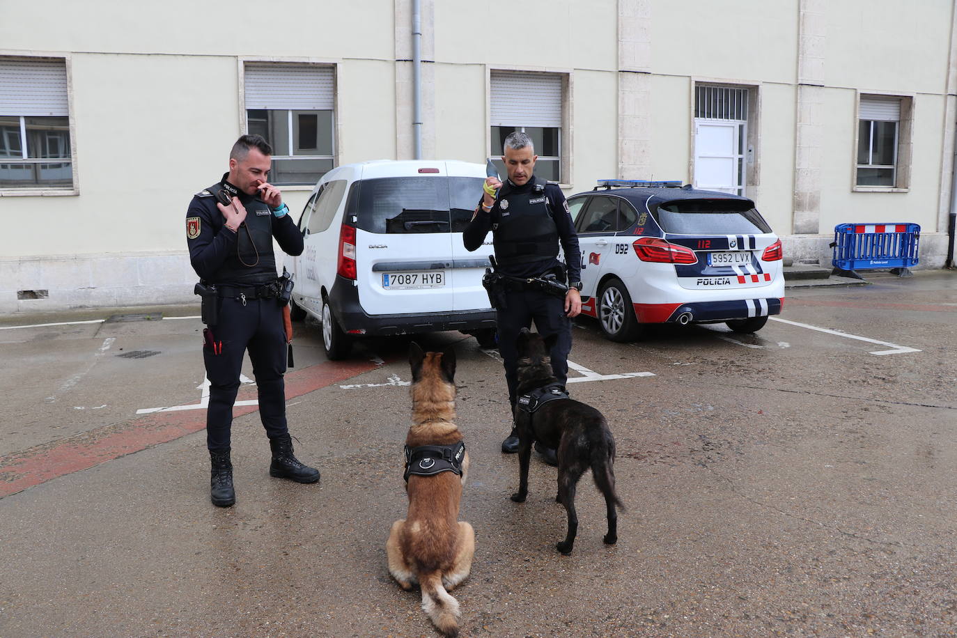 Los dos canes están integrados en la policía canina y acompañados por sus dos guías patrullan la ciudad.