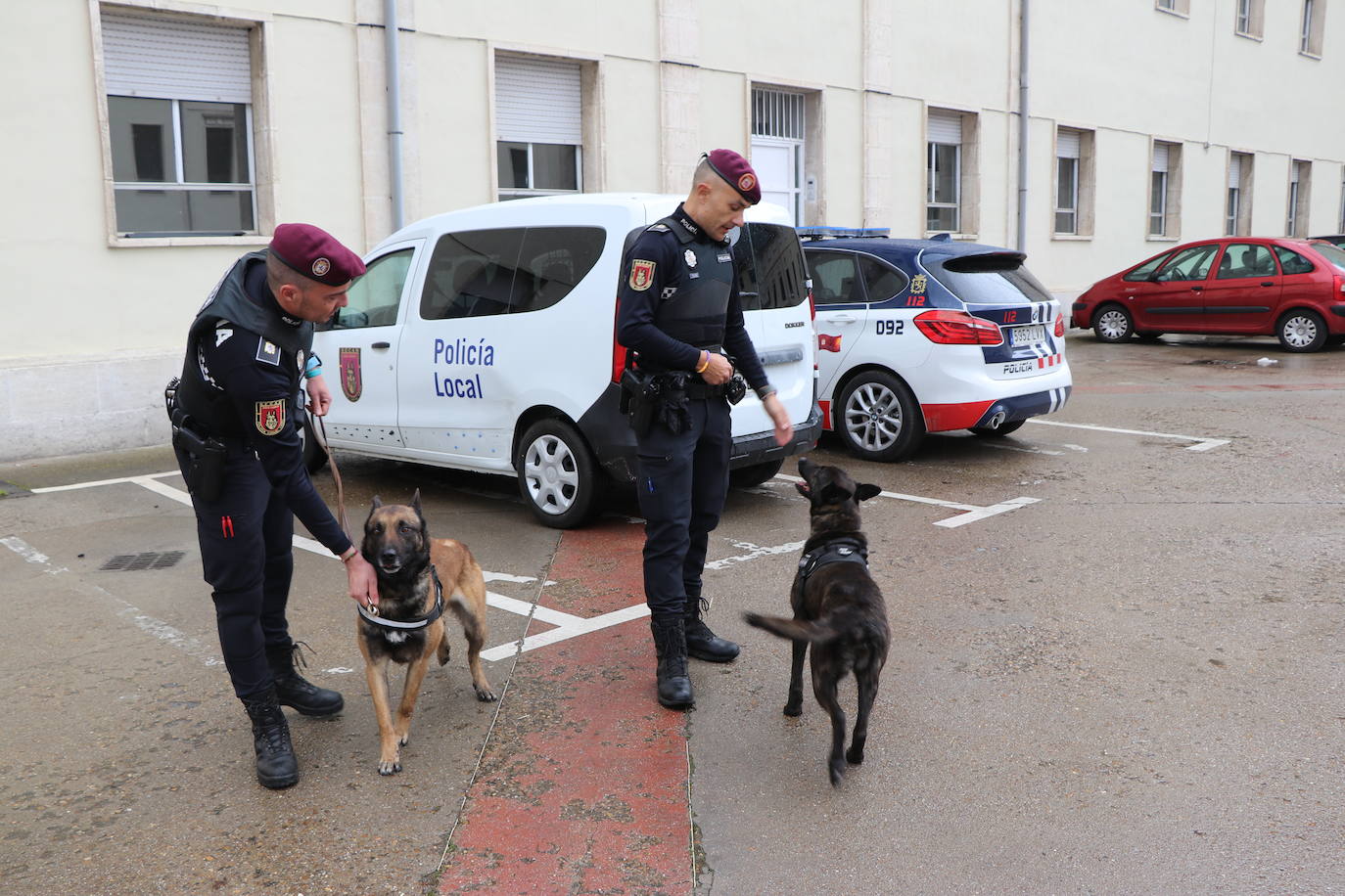 Los dos canes están integrados en la policía canina y acompañados por sus dos guías patrullan la ciudad.