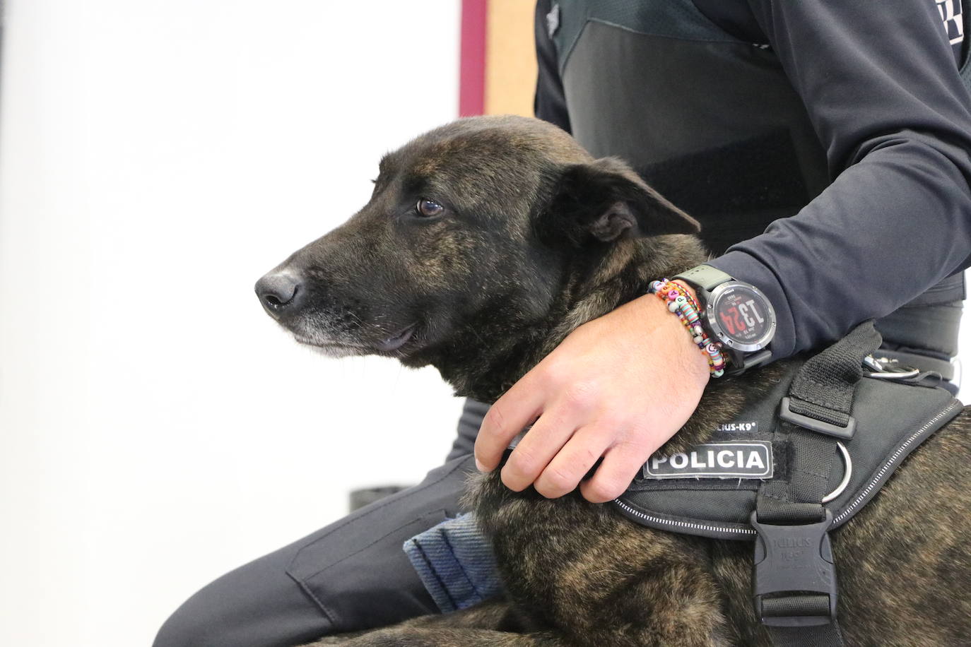 Los dos canes están integrados en la policía canina y acompañados por sus dos guías patrullan la ciudad.