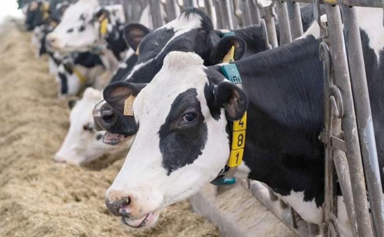 UCCL asegura que la recogida de leche, el suministro de pienso y el transporte de animales vivos está funcionando con normalidad