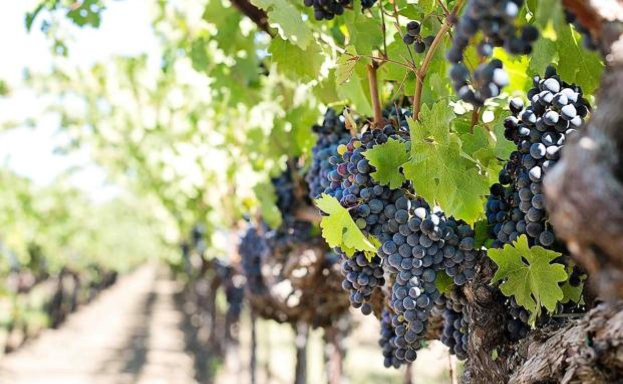 Agricultura convoca las ayudas para la reestructuración de viñedos.