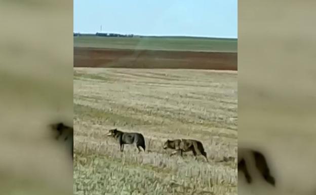 Dos de los lobos que se aprecian en el vídeo. 