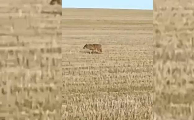 Otro de los lobos que se muestra en el vídeo. 