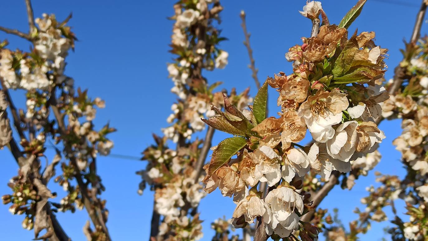 Fotos: Cerezos en flor de la Marca de Garantía Bierzo