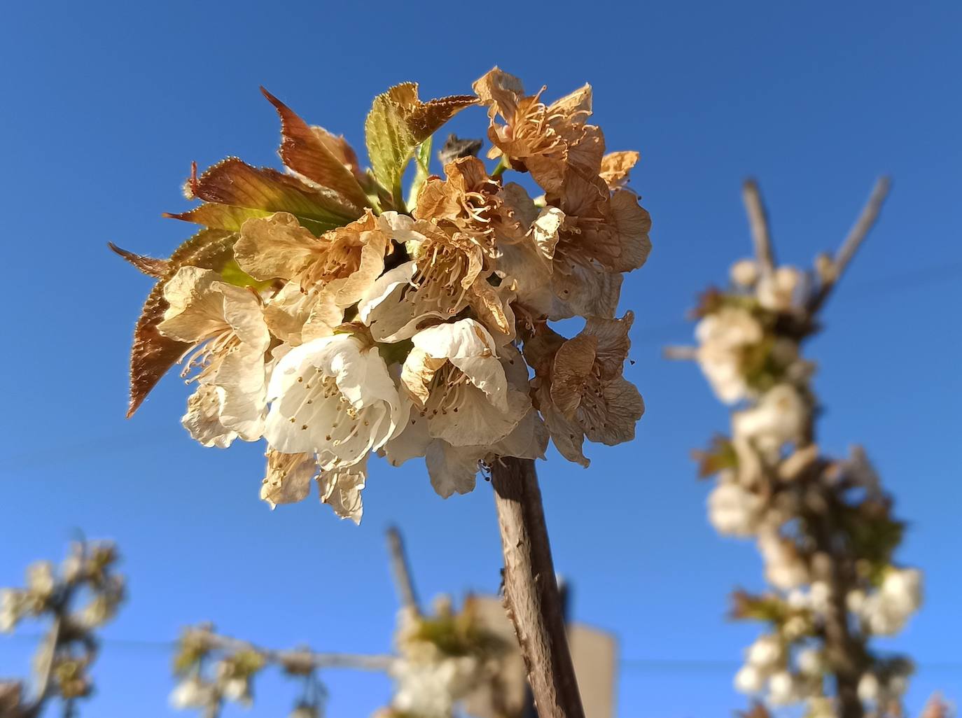 Fotos: Cerezos en flor de la Marca de Garantía Bierzo