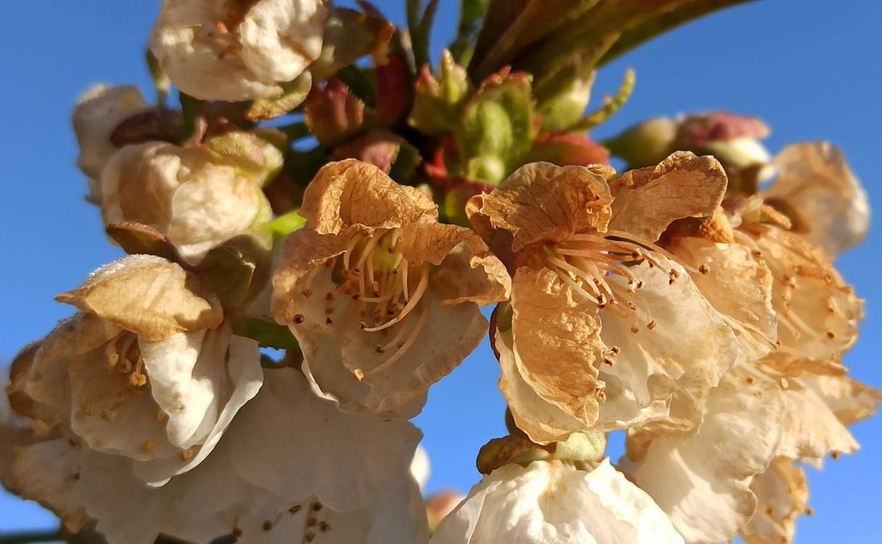 Cerezos en flor de la Marca de Garantía Bierzo afectados por la helada de la última noche. 