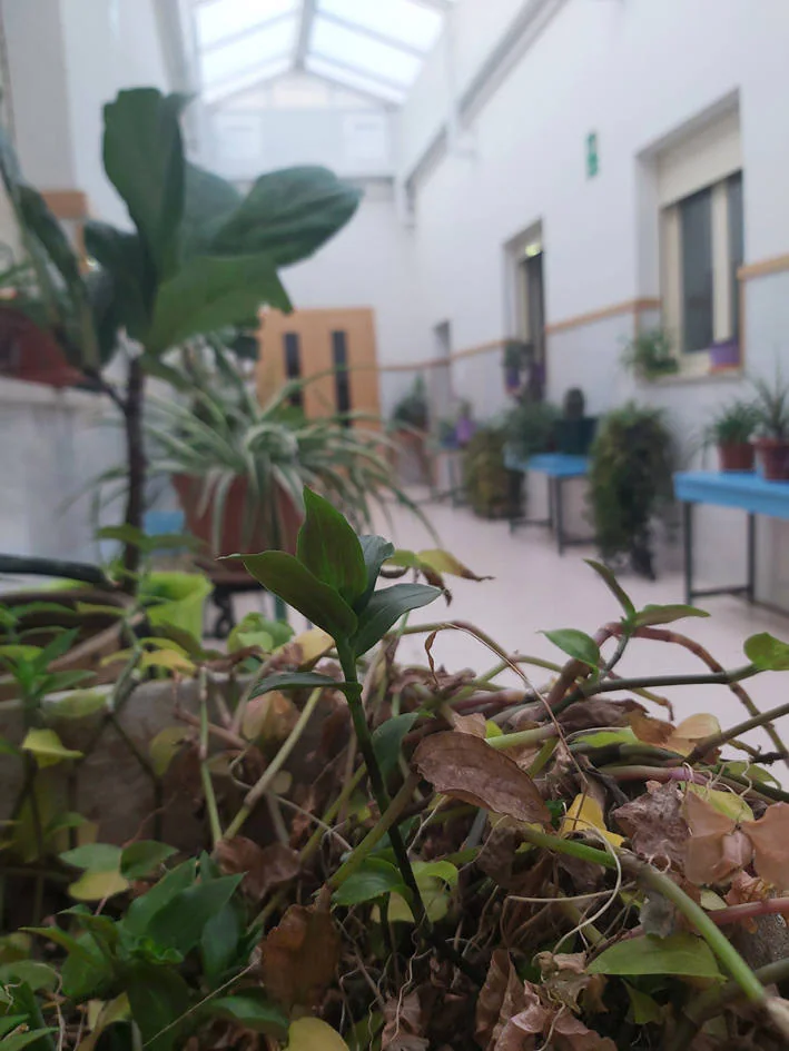Fotos: Más de 200 plantas invaden los pasillos y la terraza de Maristas San José