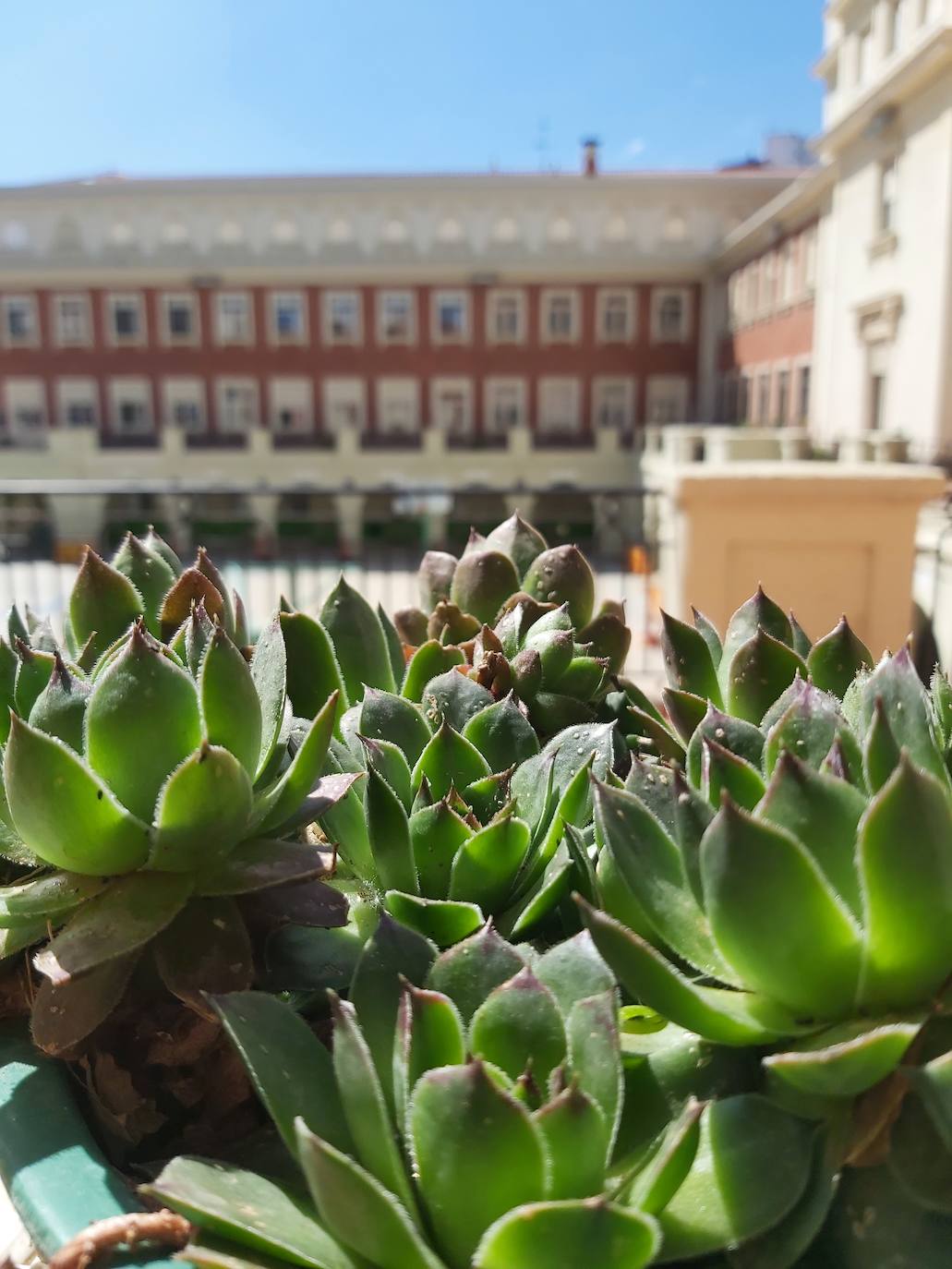 Fotos: Más de 200 plantas invaden los pasillos y la terraza de Maristas San José