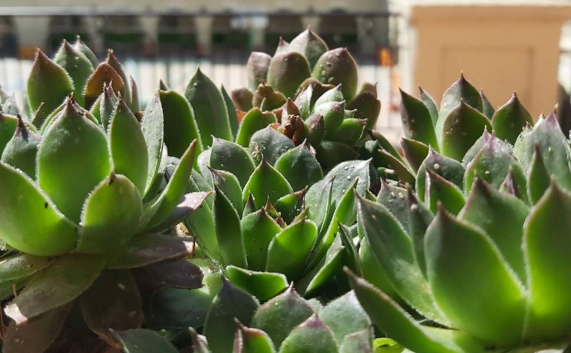 Las plantas llenan los pasillos y los patios del Colegio Maristas. 