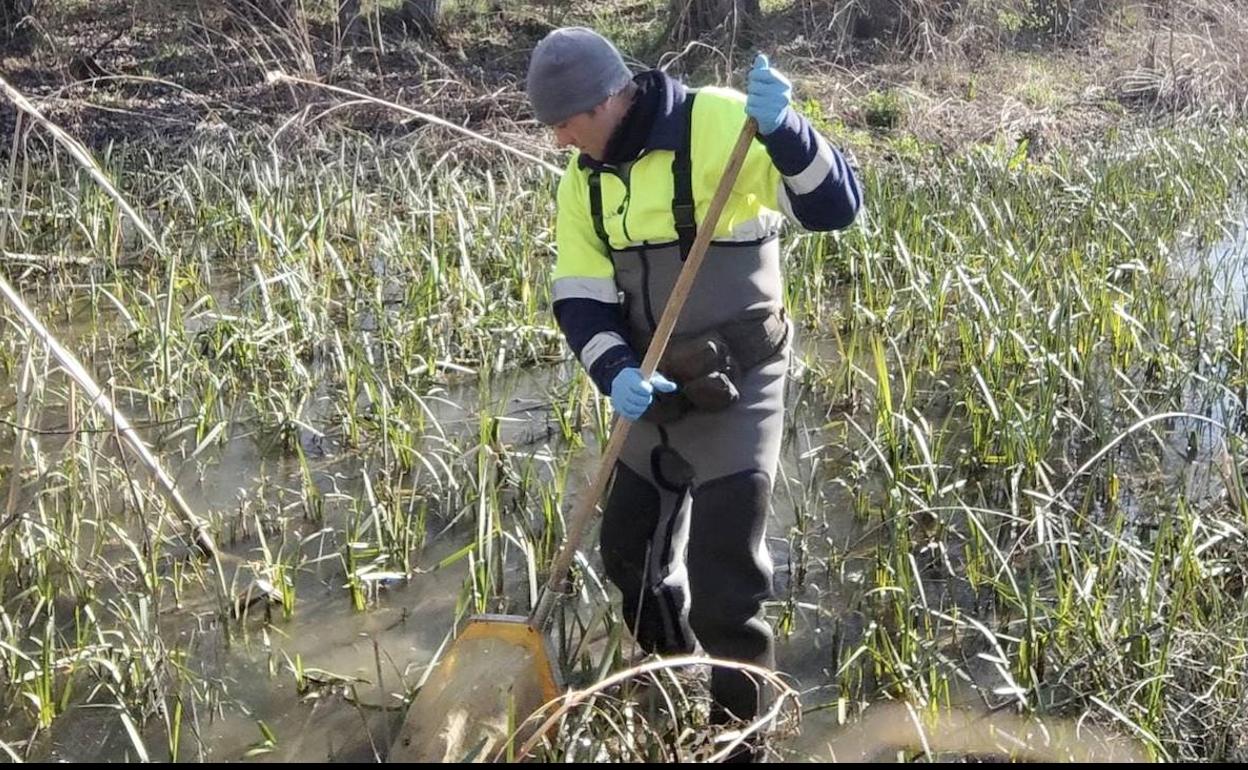 La CHD ha realizado varios muestreos en los ríos de la comunidad.