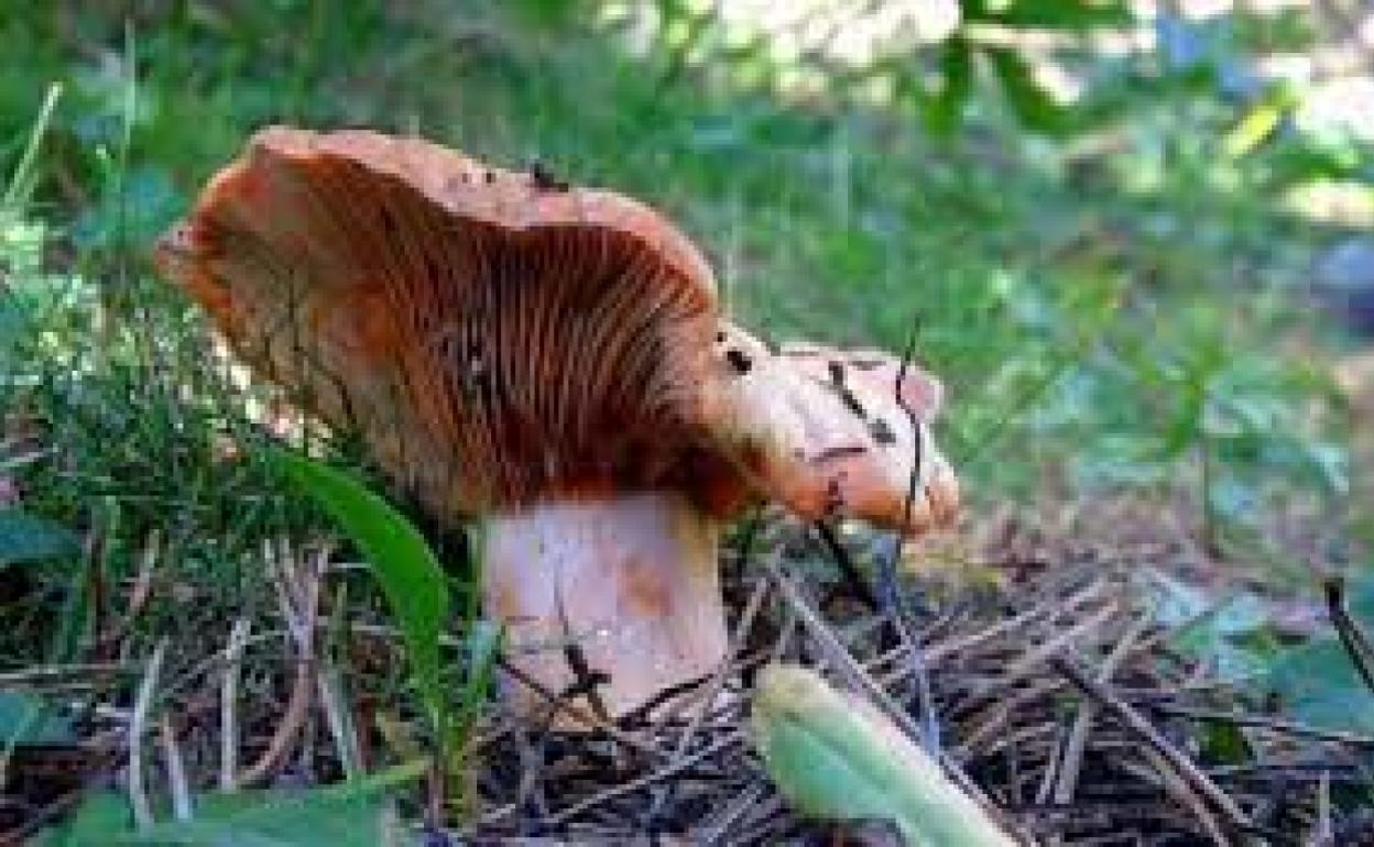 Óptima producción de setas en Castilla y León, con perspectivas positivas para la fructificación del perrechico