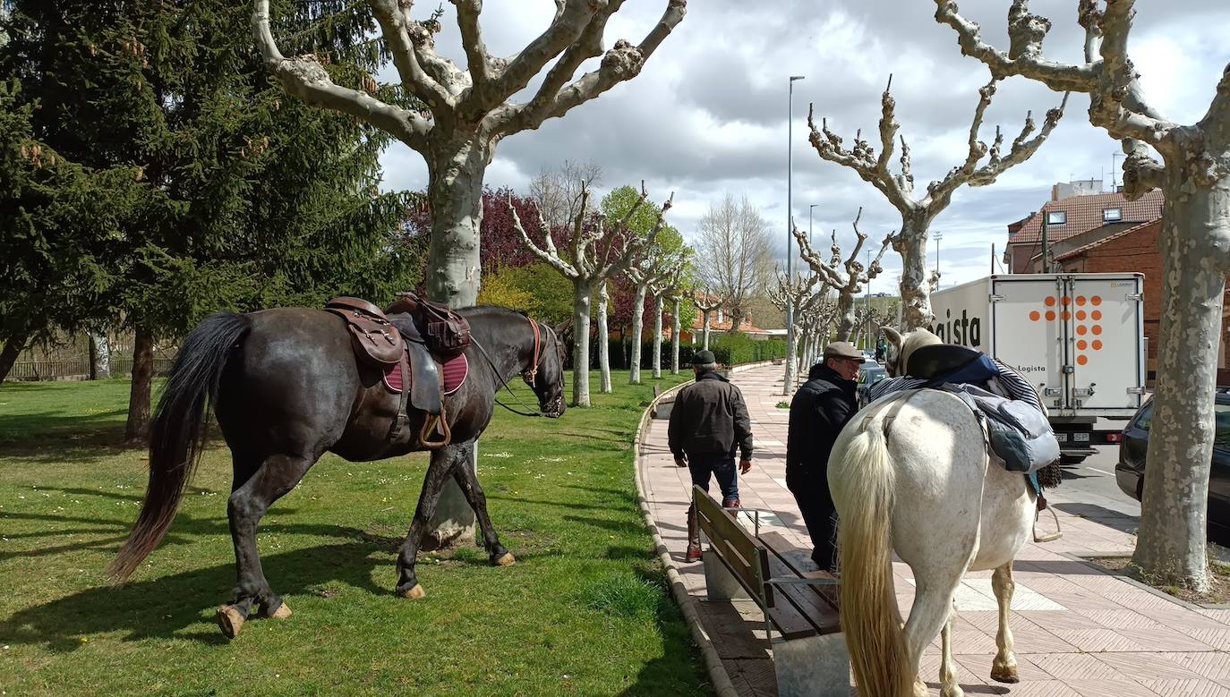 Fotos: De León a Santiago a lomos de Olaf y Giraldilla