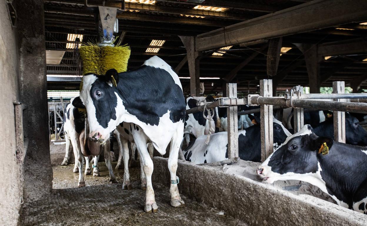 La leche de vaca vuelve a cotizar, con acuerdo, en la Lonja de León