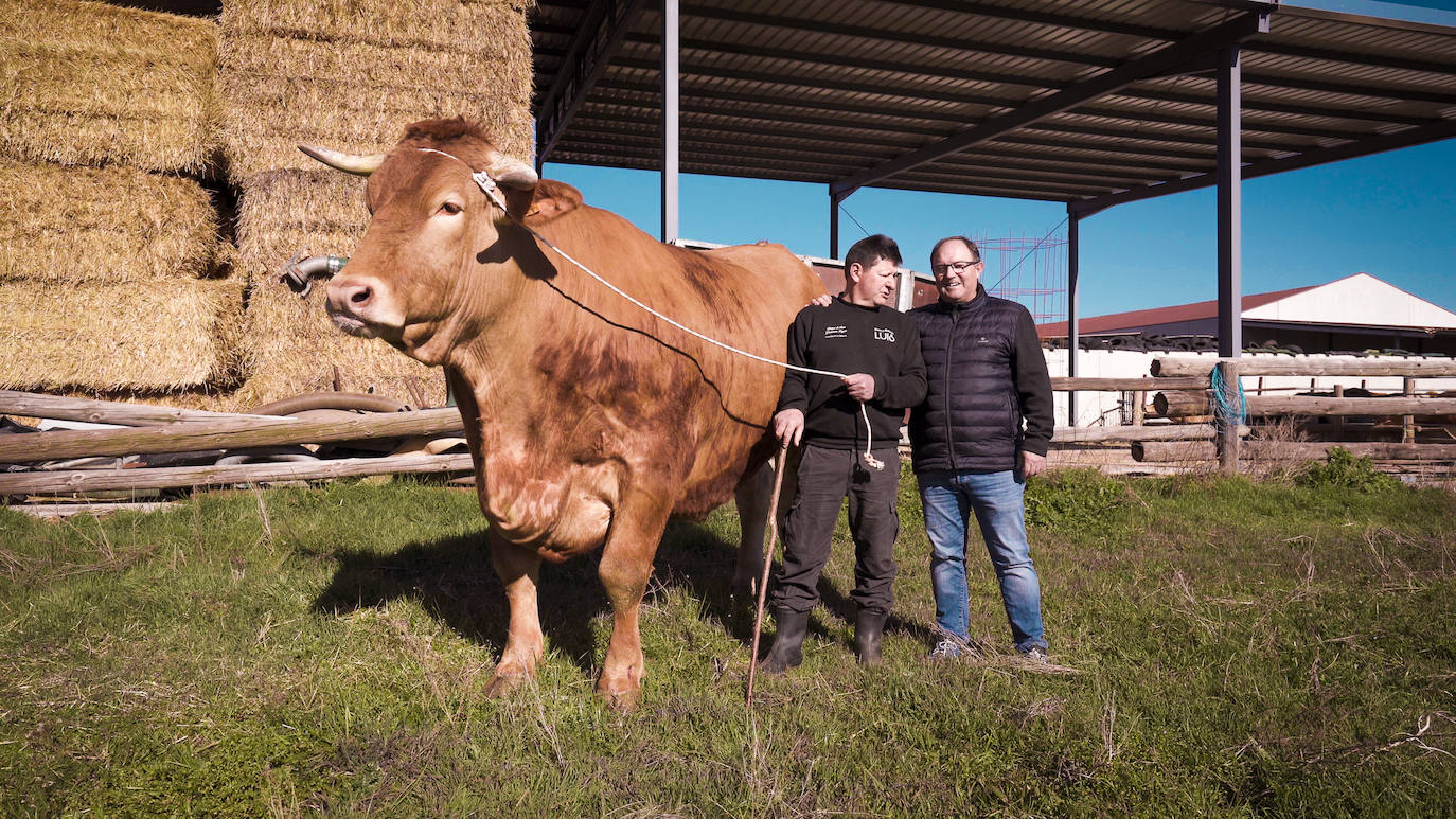 Fotos: Titán entra en la exclusiva lista de los bueyes de récord