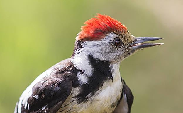 Un pico mediano, protagonista del documental, en primer plano.