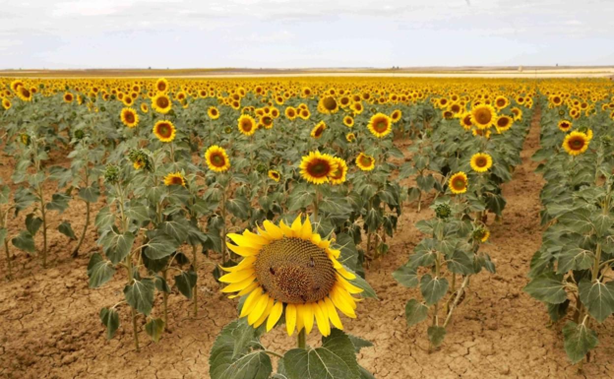 El cultivo del girasol viene impulsado sobre todo por las expectativas de unos precios elevados debido a la escasez en los mercados internacionales. 