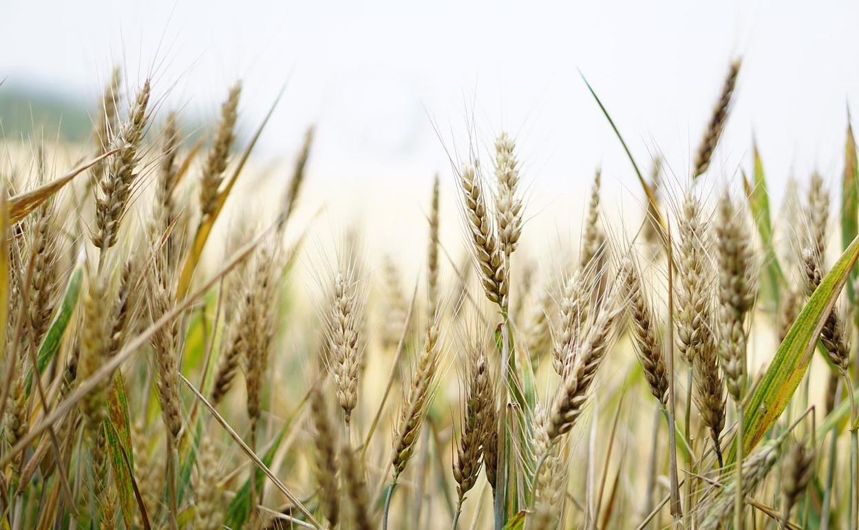 El Ministerio de Hacienda publicó este miércoles una orden en el BOE que reduce los módulos del IRPF para agricultores y ganaderos. 