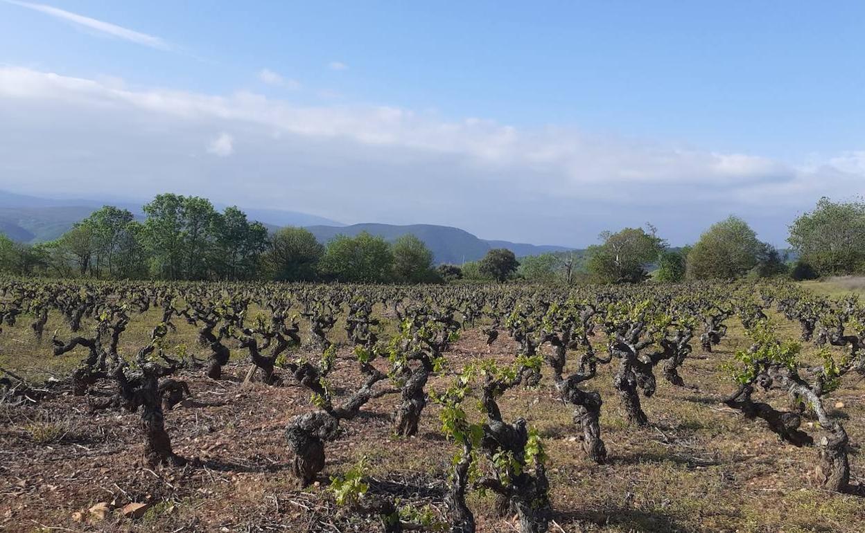 Paraje de los Fornos, perteneciente a la localidad de Otero de Villadecanes.