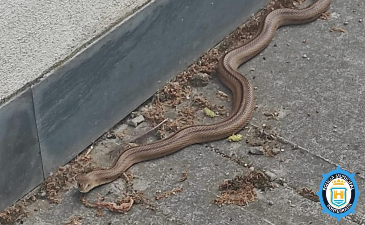 La Policía Local de Ponferrada recupera y devuelve a su hábitat natural una serpiente localizada a las puertas del Conservatorio