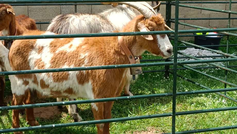 Esta tradicional feria dedicada a la investigación y difusión en el ámbito de las razas autóctonas y de pastoreo y a la agroalimentación de proximidad vuelve con fuerzas renovadas.