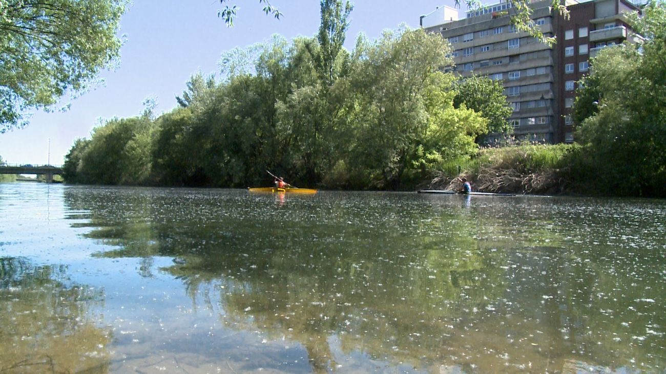 La zona paseable en el entorno del río Bernesga, que ronda los dos kilómetros en León capital, precisa de un 'rejuvenecimiento' al igual que el área destinda a las piraguas (380 metros) o la necesaria ampliación del 'carril bici' que se adentra en una zona 'no urbana'. 